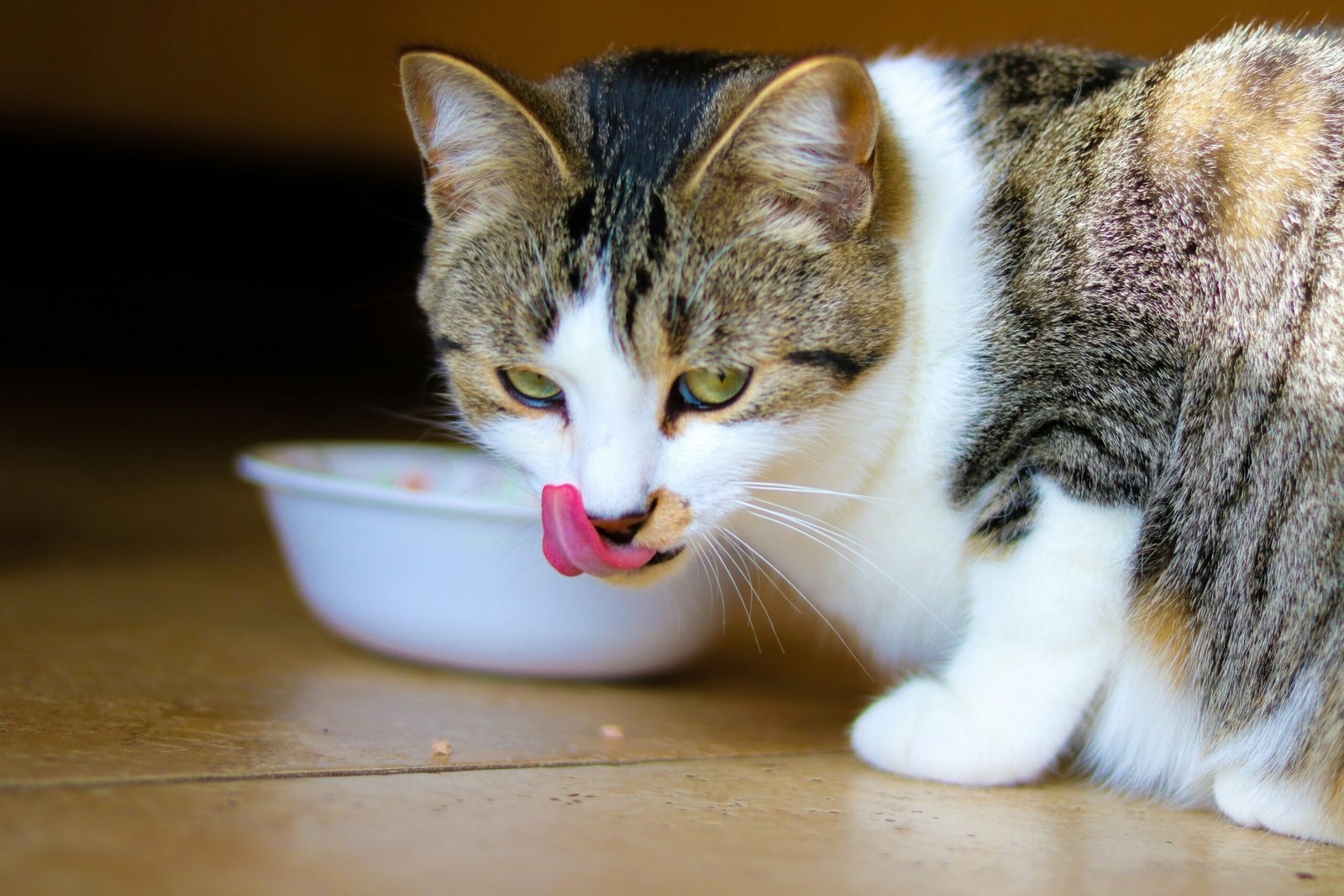 Can Cats Eat Custard? 